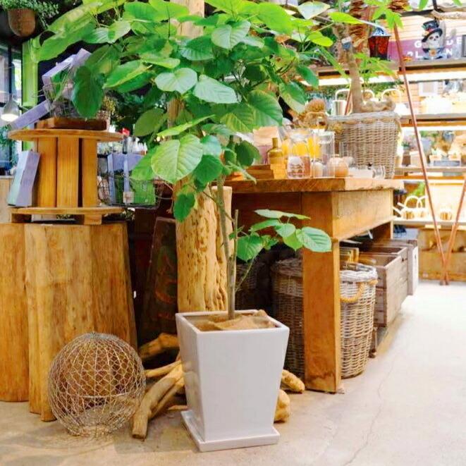 植木鉢 おしゃれ 陶器鉢 MP11 (2色) 26cm 8.5号 底穴あり 受け皿付