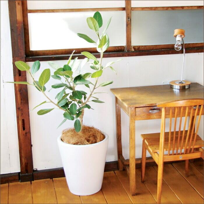 植木鉢 おしゃれ 陶器鉢 MP12 (2色) 26cm 8.5号 底穴あり 受け皿付