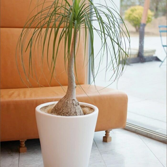 植木鉢 おしゃれ 陶器鉢 MP12 (2色) 26cm 8.5号 底穴あり 受け皿付