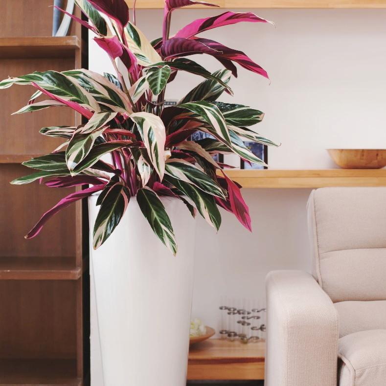 植木鉢 おしゃれ 陶器鉢 トールラウンド S (2色) 25cm 8号 受け皿付 穴