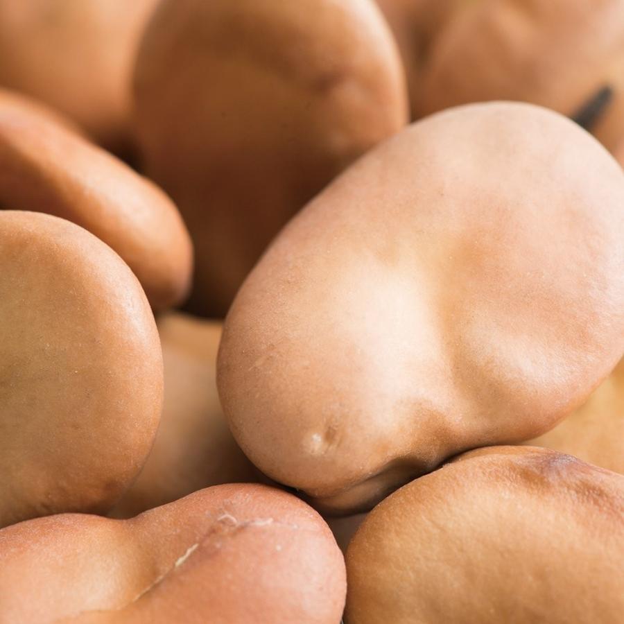 そら豆　乾燥兵庫産1200粒 soramame_221018_01.jpg