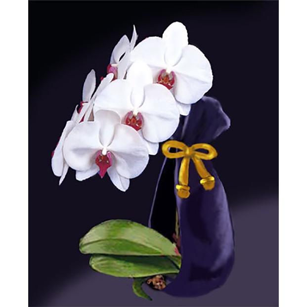 スタジオFeelデザインの立体テキストシート 胡蝶蘭 S-029 : 手芸用品の