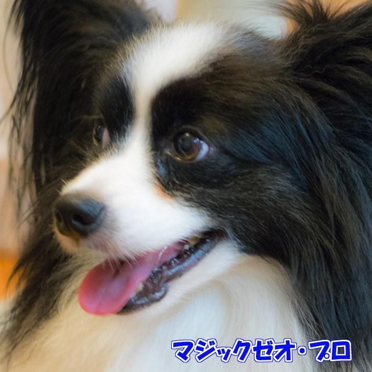 マジックゼオ プロ オクチブラシ大 歯石をポロリと剥がすゼオライト歯磨き粉 P9nu5j4ncc 犬用品のabcdogマジックゼオ専門店 通販 Yahoo ショッピング