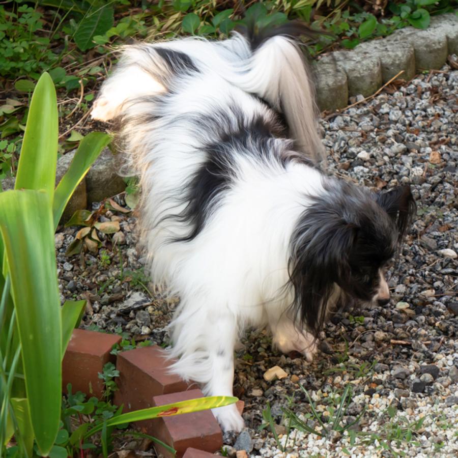 ペット用品 犬 ゼオライト アルファ MS 5~10mm 砂利 1kg×2パック ペット用品 犬 ゼオライト アルファ MS 5~10mm 砂利 1kg×2パック