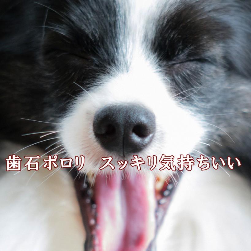 マジックゼオ プロ 業務用 300cc 歯石 犬 歯磨き 歯周病予防 歯周病菌 犬用品abcdog 通販 Yahoo ショッピング