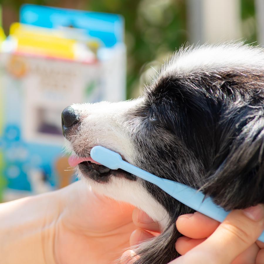 犬 歯石取り 歯石除去 マジックゼオプロ パウダーのみ 10g 歯みがき粉 歯石取り 猫  歯ブラシ 使用時にブラッシングを行う歯みがき類 | EDOG JAPAN | 07