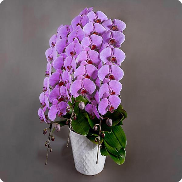 史上最も激安 大輪胡蝶蘭 3本立36輪以上 ピンク 国際ブランド Www Simon Page Com