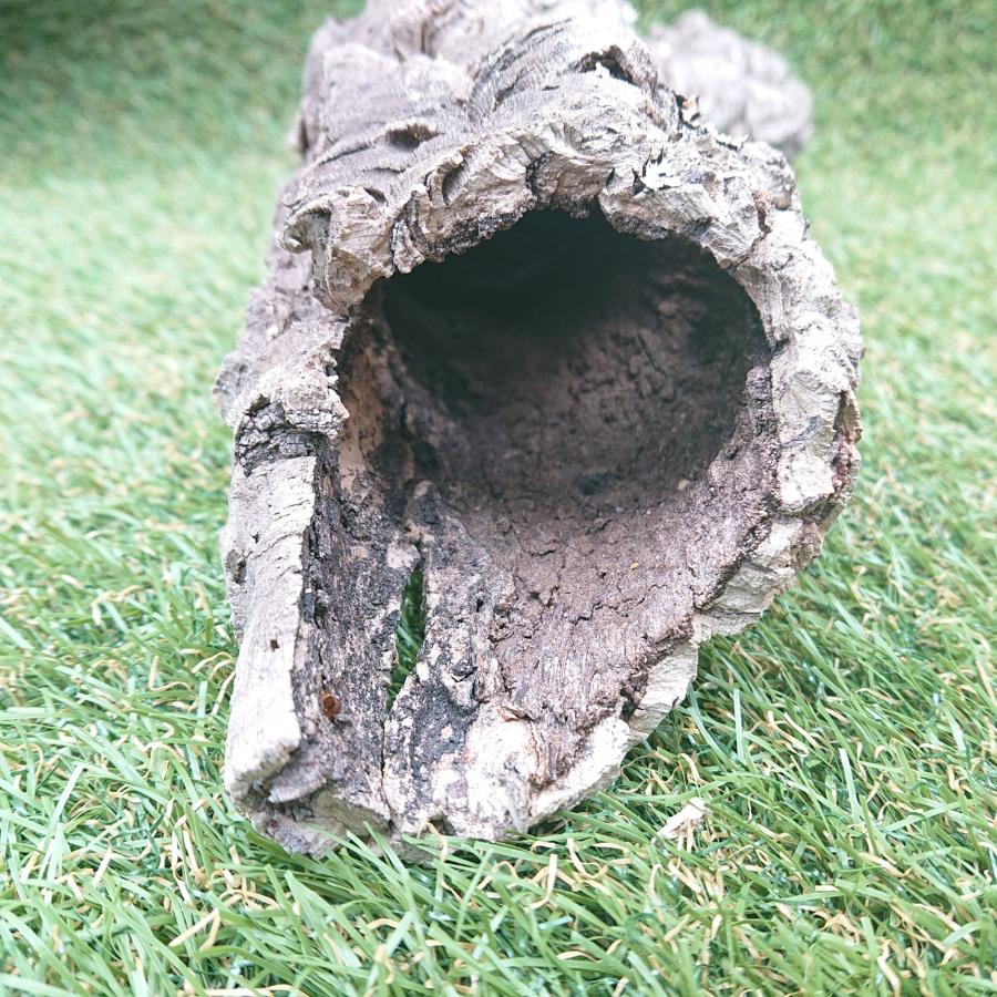 一点物 コルク樹皮 チューブ（筒状） ポルトガル産 天然コルク 全長約50cm 外径約8cm 爬虫類シェルター テラリウム レイアウト No.002 |  | 11