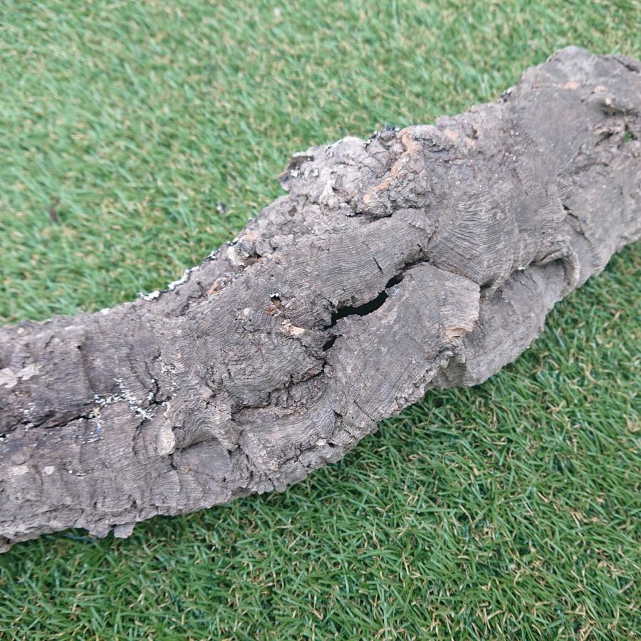 一点物 コルク樹皮 チューブ（筒状） ポルトガル産 天然コルク 全長約50cm 外径約8cm 爬虫類シェルター テラリウム レイアウト No.002 |  | 12