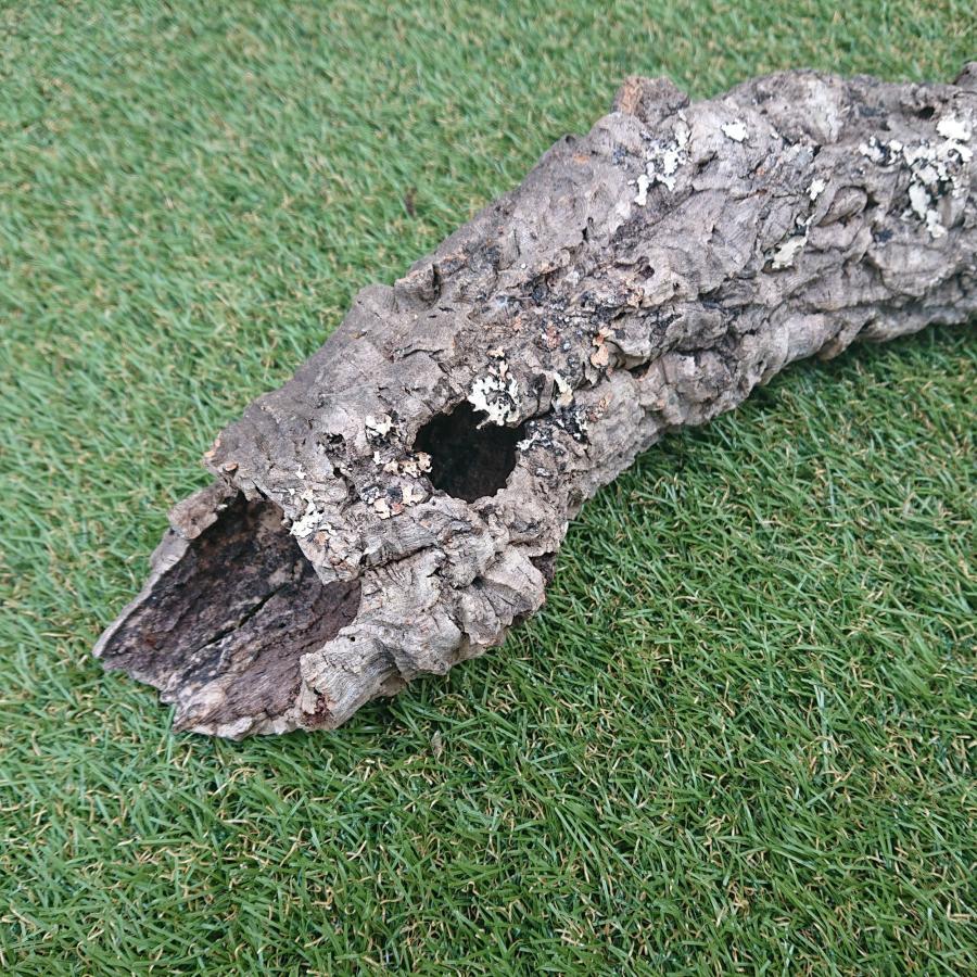 一点物 コルク樹皮 チューブ（筒状） ポルトガル産 天然コルク 全長約50cm 外径約8cm 爬虫類シェルター テラリウム レイアウト No.002 |  | 05