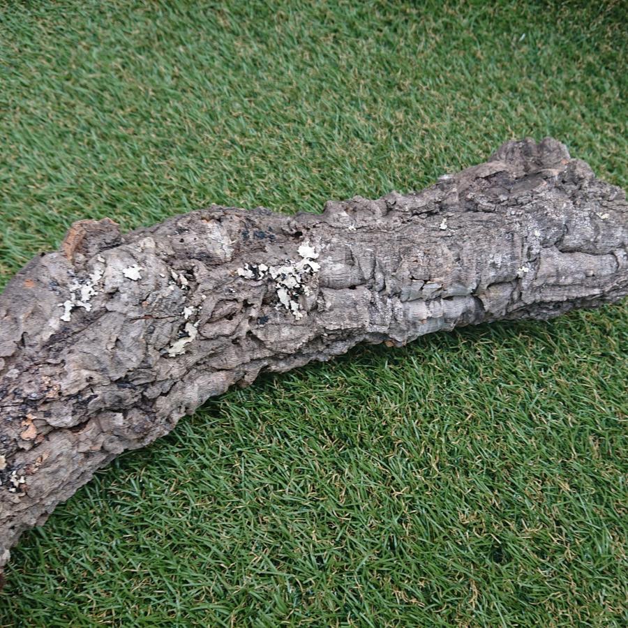一点物 コルク樹皮 チューブ（筒状） ポルトガル産 天然コルク 全長約50cm 外径約8cm 爬虫類シェルター テラリウム レイアウト No.002 |  | 06