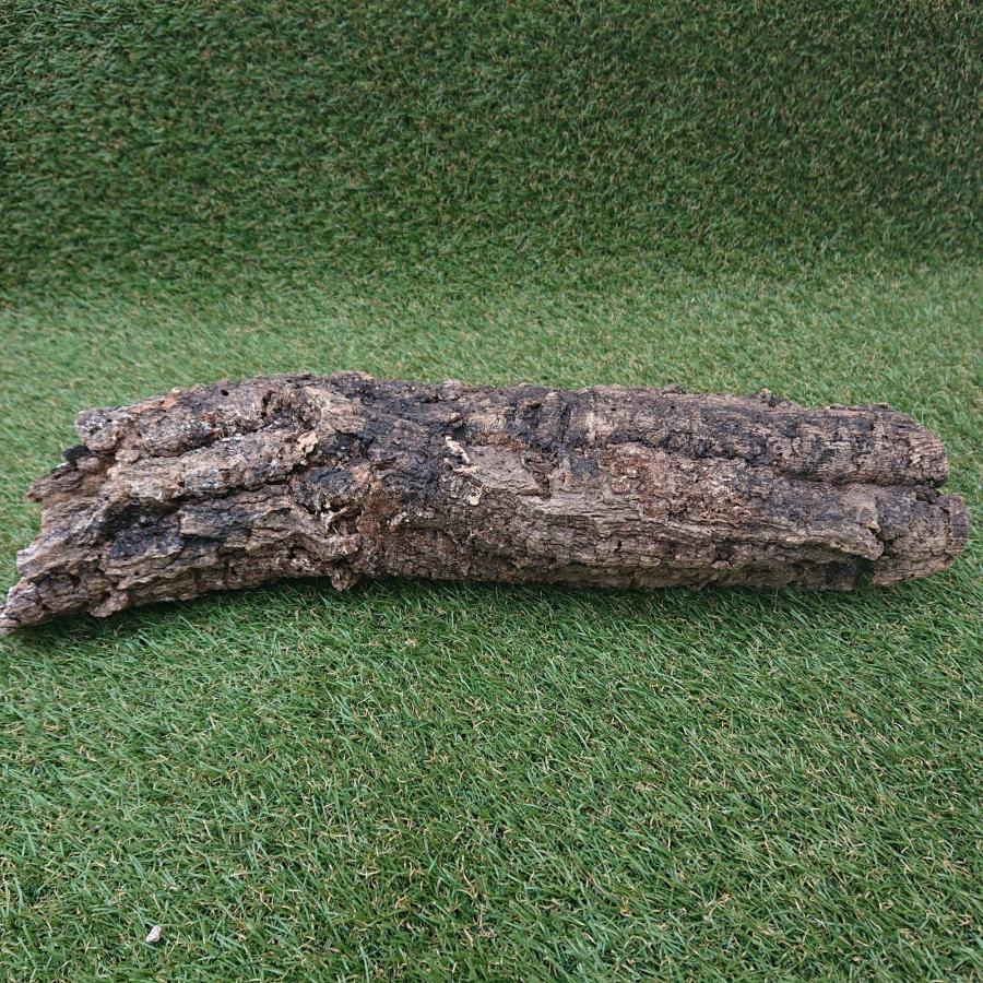一点物 コルク樹皮 チューブ（筒状） ポルトガル産 天然コルク 全長約55cm 外径約12cm 爬虫類シェルター テラリウム レイアウト No.003 |  | 11