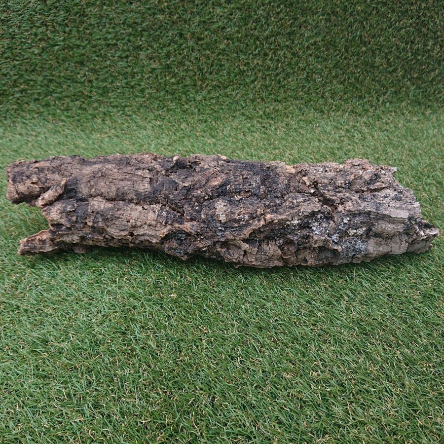 一点物 コルク樹皮 チューブ（筒状） ポルトガル産 天然コルク 全長約55cm 外径約12cm 爬虫類シェルター テラリウム レイアウト No.003 |  | 12