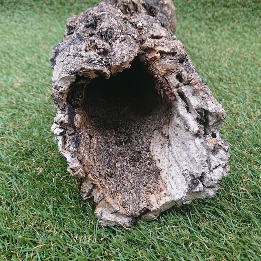 一点物 コルク樹皮 チューブ（筒状） ポルトガル産 天然コルク 全長約55cm 外径約12cm 爬虫類シェルター テラリウム レイアウト No.003 |  | 13