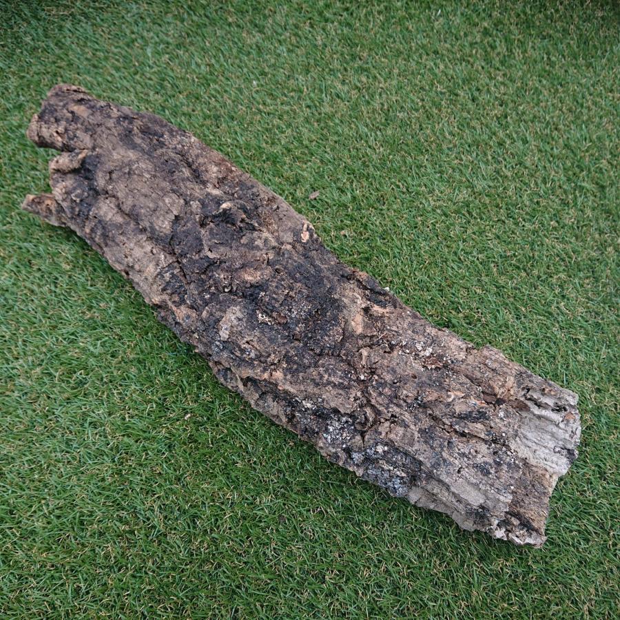 一点物 コルク樹皮 チューブ（筒状） ポルトガル産 天然コルク 全長約55cm 外径約12cm 爬虫類シェルター テラリウム レイアウト No.003 |  | 02