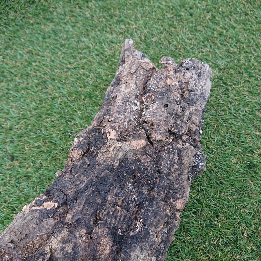 一点物 コルク樹皮 チューブ（筒状） ポルトガル産 天然コルク 全長約55cm 外径約12cm 爬虫類シェルター テラリウム レイアウト No.003 |  | 07