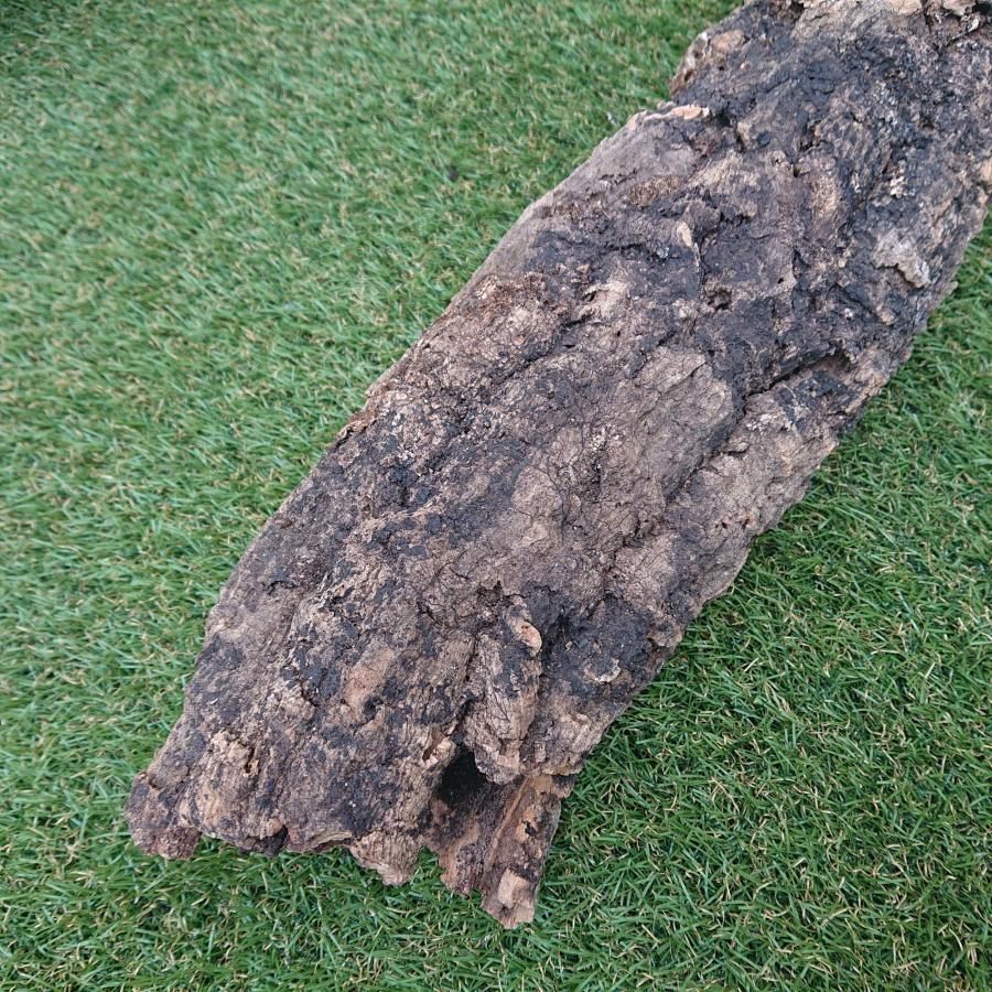 一点物 コルク樹皮 チューブ（筒状） ポルトガル産 天然コルク 全長約55cm 外径約12cm 爬虫類シェルター テラリウム レイアウト No.003 |  | 08