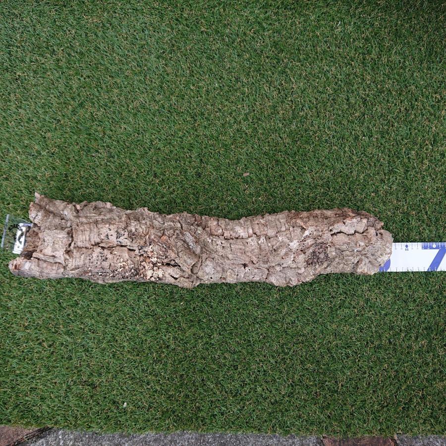 一点物 コルク樹皮 チューブ（筒状） ポルトガル産 天然コルク 全長約60cm 外径約11cm 爬虫類シェルター テラリウム レイアウト No.004 | 