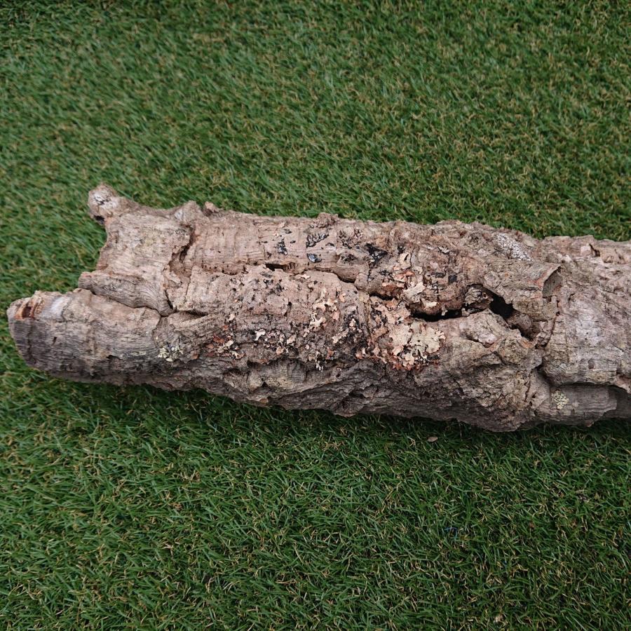 一点物 コルク樹皮 チューブ（筒状） ポルトガル産 天然コルク 全長約60cm 外径約11cm 爬虫類シェルター テラリウム レイアウト No.004 |  | 10