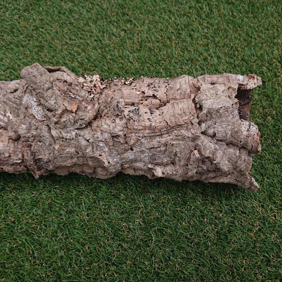 一点物 コルク樹皮 チューブ（筒状） ポルトガル産 天然コルク 全長約60cm 外径約11cm 爬虫類シェルター テラリウム レイアウト No.004 |  | 11