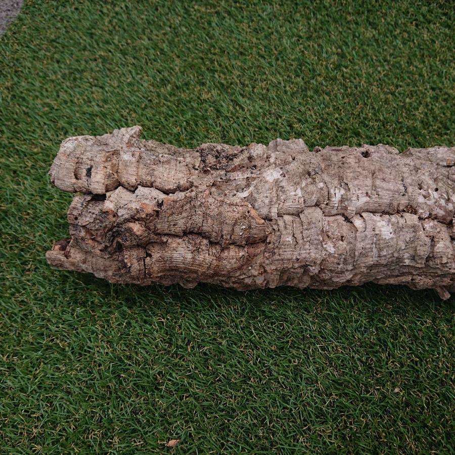 一点物 コルク樹皮 チューブ（筒状） ポルトガル産 天然コルク 全長約60cm 外径約11cm 爬虫類シェルター テラリウム レイアウト No.004 |  | 12