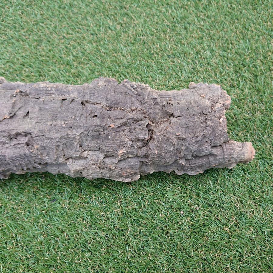 一点物 コルク樹皮 チューブ（筒状） ポルトガル産 天然コルク 全長約60cm 外径約11cm 爬虫類シェルター テラリウム レイアウト No.004 |  | 13