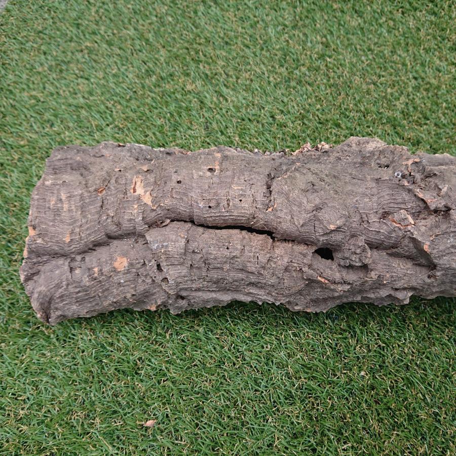 一点物 コルク樹皮 チューブ（筒状） ポルトガル産 天然コルク 全長約60cm 外径約11cm 爬虫類シェルター テラリウム レイアウト No.004 |  | 14