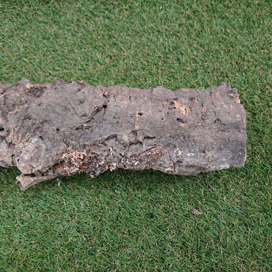一点物 コルク樹皮 チューブ（筒状） ポルトガル産 天然コルク 全長約60cm 外径約11cm 爬虫類シェルター テラリウム レイアウト No.004 |  | 15