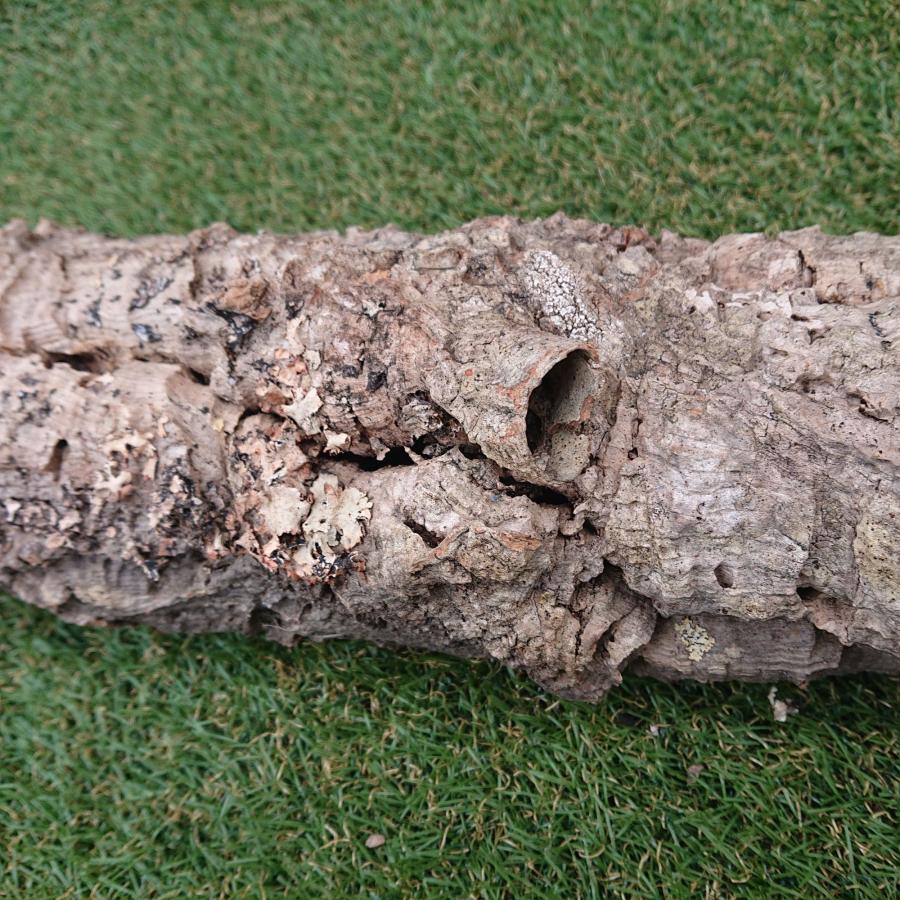 一点物 コルク樹皮 チューブ（筒状） ポルトガル産 天然コルク 全長約60cm 外径約11cm 爬虫類シェルター テラリウム レイアウト No.004 |  | 05