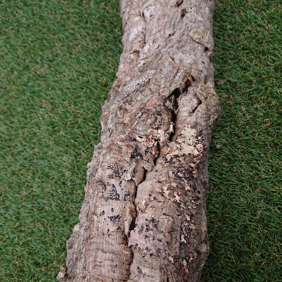 一点物 コルク樹皮 チューブ（筒状） ポルトガル産 天然コルク 全長約60cm 外径約11cm 爬虫類シェルター テラリウム レイアウト No.004 |  | 06