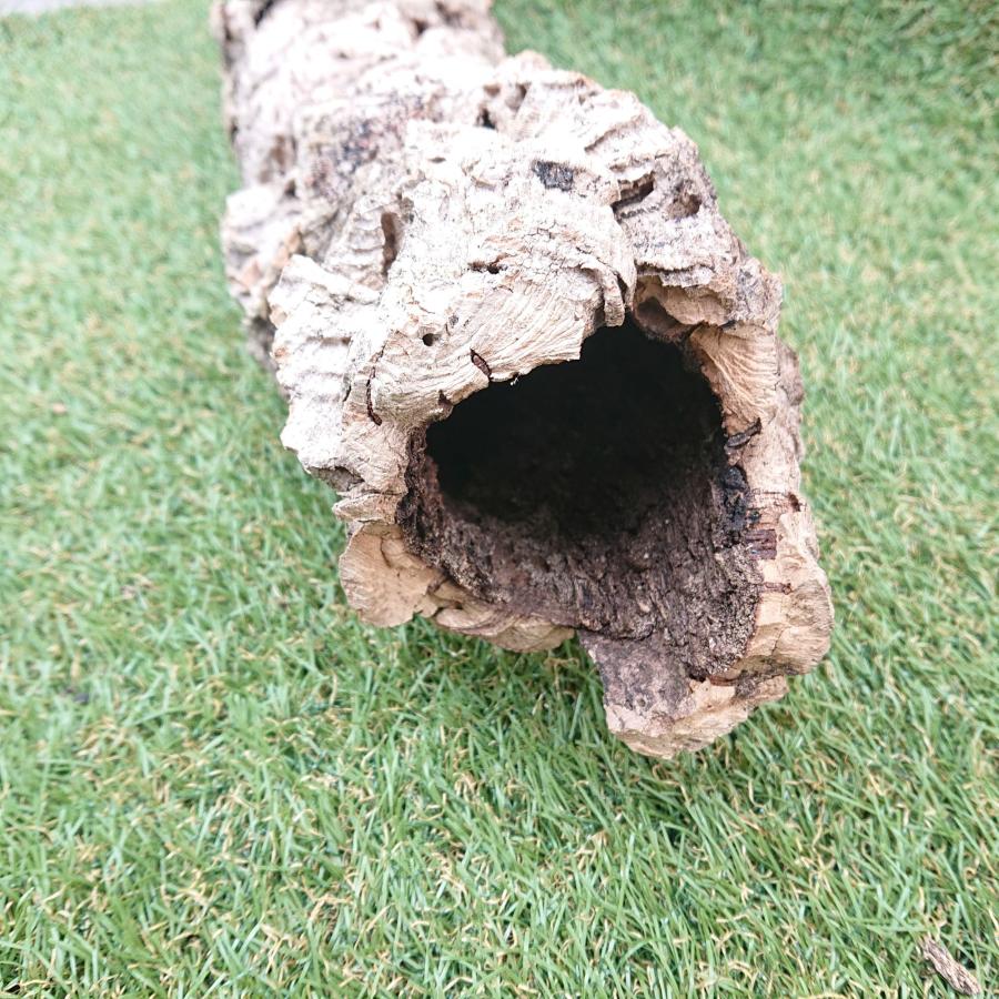 一点物 コルク樹皮 チューブ（筒状） ポルトガル産 天然コルク 全長約60cm 外径約11cm 爬虫類シェルター テラリウム レイアウト No.004 |  | 08