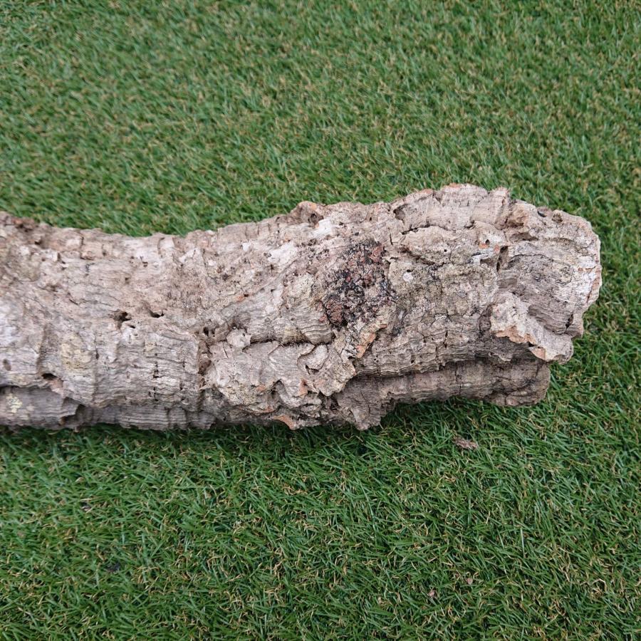 一点物 コルク樹皮 チューブ（筒状） ポルトガル産 天然コルク 全長約60cm 外径約11cm 爬虫類シェルター テラリウム レイアウト No.004 |  | 09