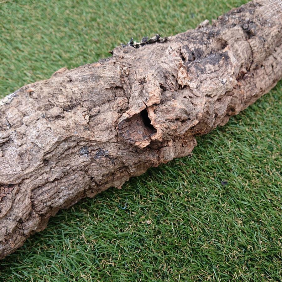 一点物 コルク樹皮 チューブ（筒状） ポルトガル産 天然コルク 全長約80cm 外径約9cm 爬虫類シェルター テラリウム レイアウト No.008 |  | 09