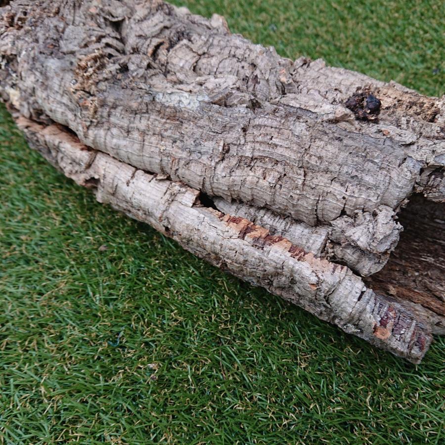 一点物 コルク樹皮 チューブ（筒状） ポルトガル産 天然コルク 全長約60cm 外径約13cm 爬虫類シェルター テラリウム レイアウト No.010 |  | 08