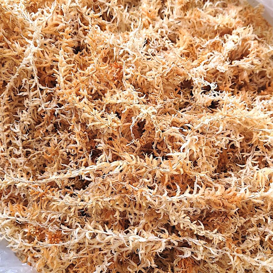 水苔 ニュージーランド産 5A 250g ジャパン蘭土 AAAAA 最高級 国内