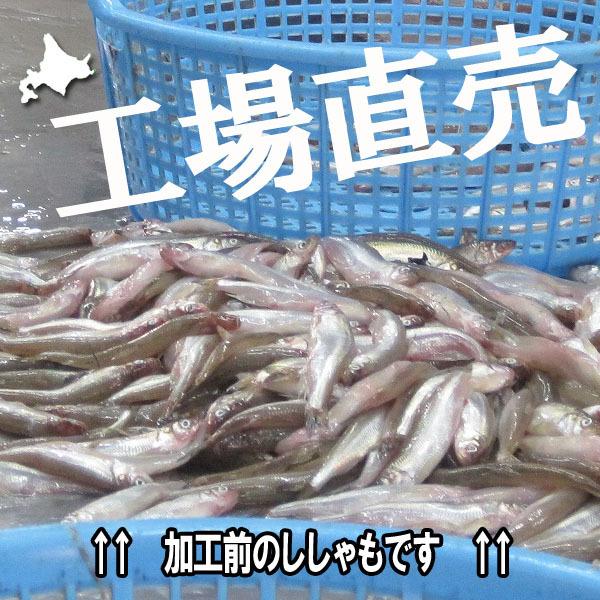 ししゃも シシャモ 北海道産 送料無料 ギフト 本ししゃも 柳葉魚 干物