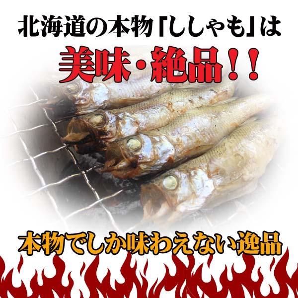 ししゃも シシャモ 北海道産 送料無料 ギフト 本ししゃも 柳葉魚 干物