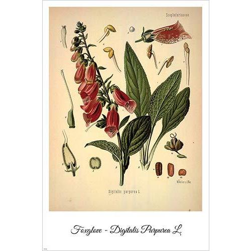 Foxglove ビンテージ ボタニカル花柄イラスト アートポスター ボタニカル花柄イラスト 24x36 Abishop アートポスター ホームデコプリント Na040fb24b4e547ed ガーデンファニチャー 並行輸入 世界有名な最新のデザイン