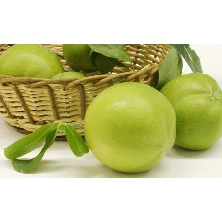 ホワイトサポテ特大3個入り : アボカドの橋爪農園 - 通販 - Yahoo