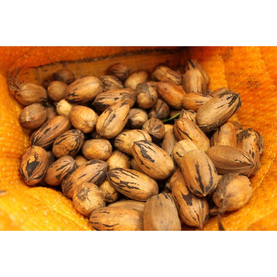国産ピーカンナッツ 殻付き ３００ｇ 1108 アボカドの橋爪農園 通販 Yahoo ショッピング
