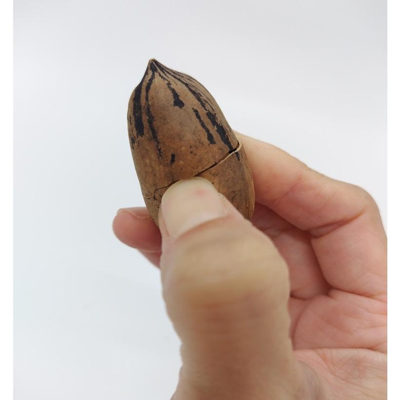 国産ピーカンナッツ（殻付き）300g : アボカドの橋爪農園 - 通販
