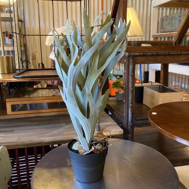 フェイクグリーン　コウモリラン　観葉植物　新築祝い　開店祝い　リビング　玄関　プレゼント　ギフト　贈り物 |  | 01