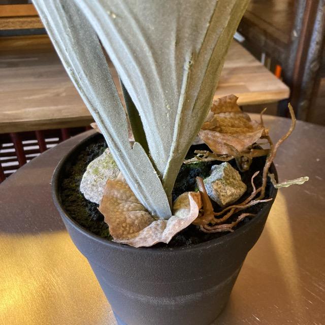 フェイクグリーン　コウモリラン　観葉植物　新築祝い　開店祝い　リビング　玄関　プレゼント　ギフト　贈り物 |  | 02