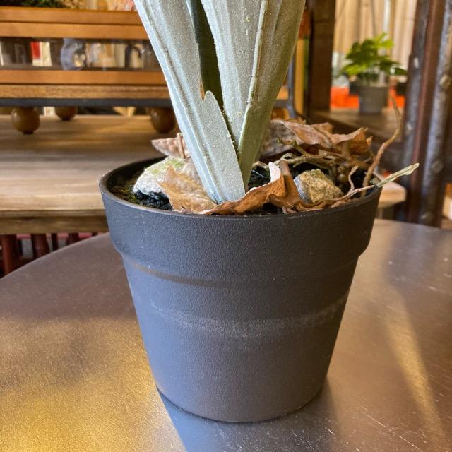 フェイクグリーン　コウモリラン　観葉植物　新築祝い　開店祝い　リビング　玄関　プレゼント　ギフト　贈り物 |  | 03