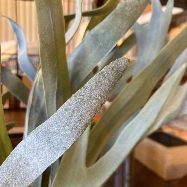 フェイクグリーン　コウモリラン　観葉植物　新築祝い　開店祝い　リビング　玄関　プレゼント　ギフト　贈り物 |  | 04