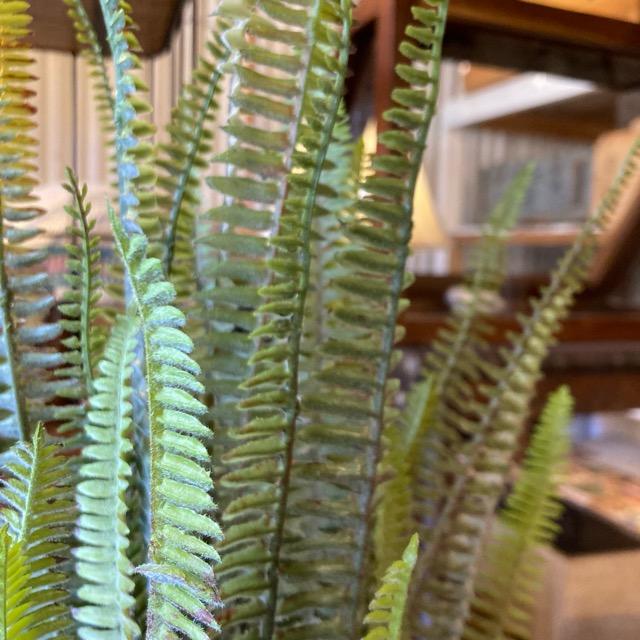 フェイクグリーン　ボストンファーン　観葉植物　新築祝い　開店祝い　リビング　玄関　プレゼント　ギフト　贈り物 |  | 02