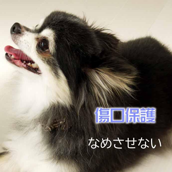 犬 猫 エリザベスカラー パイナップル 首周り15〜25cm ソフト犬 傷舐め