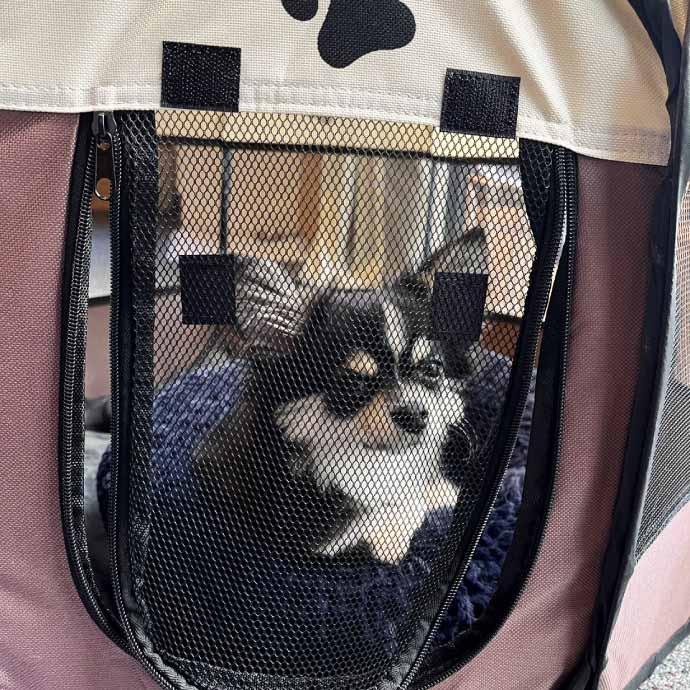 ペットサークル 折りたたみ式 黒レッド 80×80×55cm 超小型犬〜中型犬