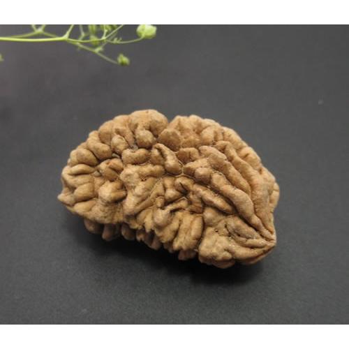 1ムキ ルドラークシャ'最高神の悟り、カリスマ性、指導力、高次の意識