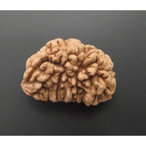 1ムキ ルドラークシャ'最高神の悟り、カリスマ性、指導力、高次の意識